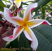 Plumeria rubra MADAME PONI aka CORKSCREW, CURLY HOLT, WAIANAE BEAUTY, STAR, PONYTAIL , WAIANEA BEAUTY, PONY TAIL