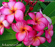 Plumeria rubra MANEELAT aka H170*MANEELAT+P51*MAREE RAT+A545*MANERATH