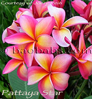 Plumeria rubra PATTAYA STAR