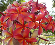 Plumeria rubra TERESA WILDER