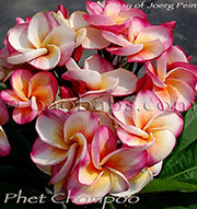 Plumeria rubra PHET CHOMPOO