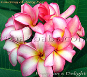 Plumeria rubra PRAMUAN S DELIGHT