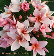 Plumeria rubra RUNG SIRICHOKE aka RUNG SRI CHOC