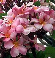 Plumeria rubra ST LOUIS