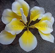 Plumeria rubra BALI WHIRL