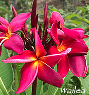 Plumeria rubra WAILEA