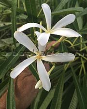 Plumeria stenophylla