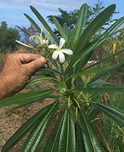 Plumeria tuberculata aka PLUMERIA OBTUSA TUBERCULATA