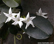 Stephanotis floribunda