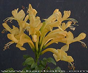 Tecomaria capensis AUREA