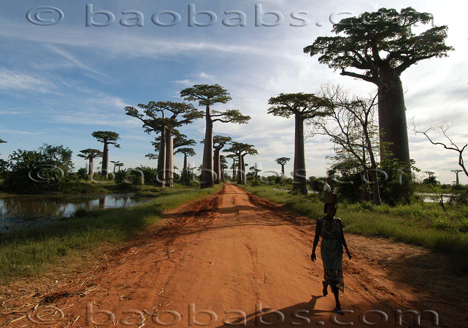 Baobabs - Adansonia