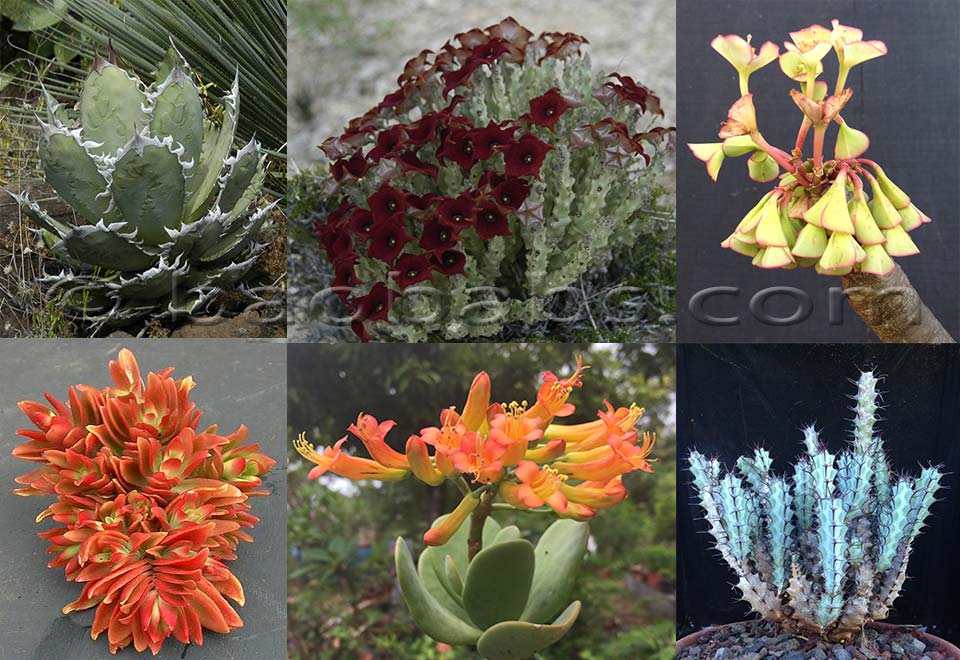 Succulent Plants and Cactus