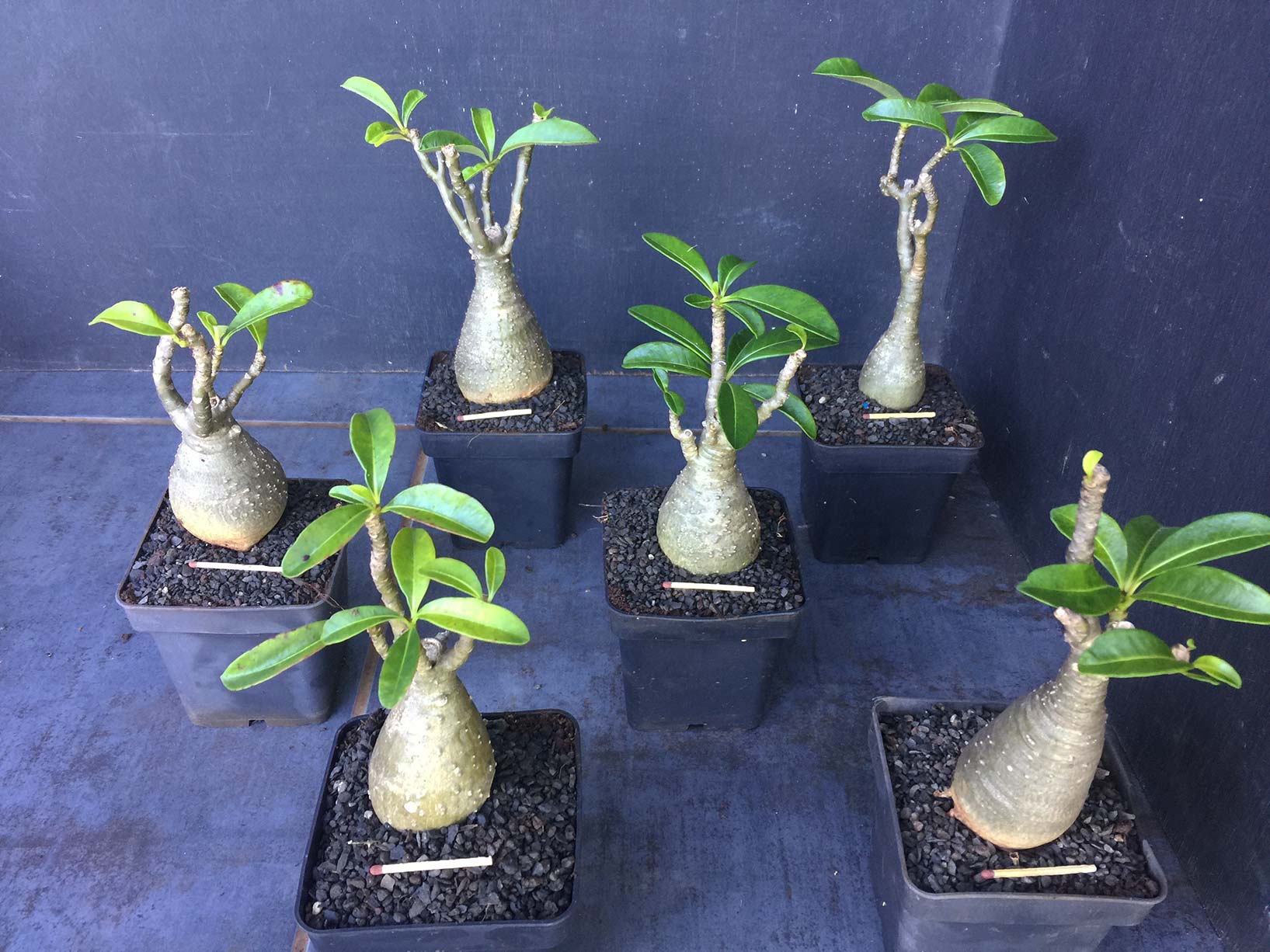 Pachypodium baronii windsorii Selection SAJ