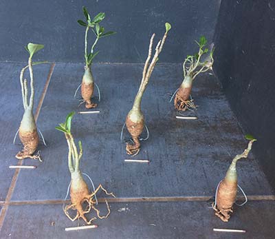 Adenium obesum Selection SAQ