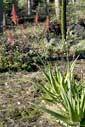 Aloe buchlohii