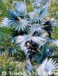 Coccothrinax miraguama azul