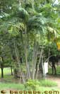 Graines et plants de palmiers tropicaux