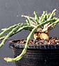 Euphorbia graciliramea