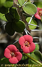 Euphorbia milii var. tenuispina