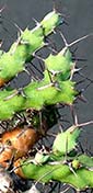Euphorbia petricola