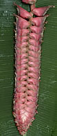 Heliconia mariae