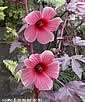 Hibiscus acetosela
