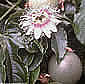 Passiflora edulis