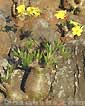 Pachypodium rosulatum var_gracilius